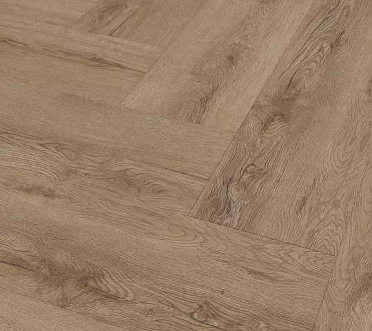 Ficus herringbone
