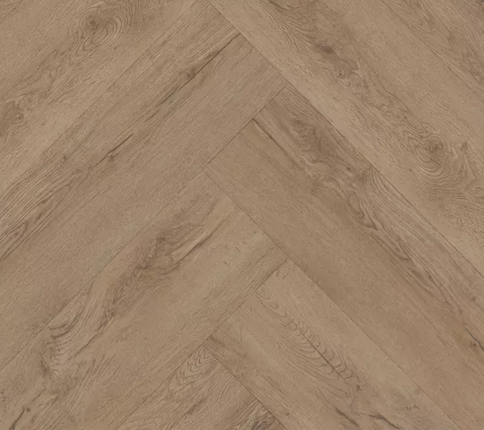 Ficus herringbone